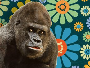 Groovy Gorilla